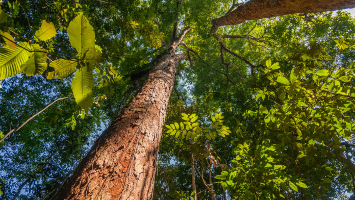 Alcoa e TIM levam 4G para comunidades remotas da Amazônia